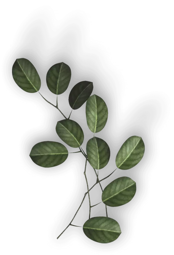 Leaves